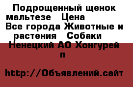 Подрощенный щенок мальтезе › Цена ­ 15 000 - Все города Животные и растения » Собаки   . Ненецкий АО,Хонгурей п.